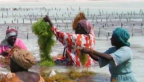 Seaweed